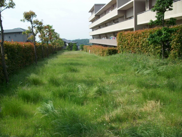 芦屋市の植栽管理｜緑地帯の草刈