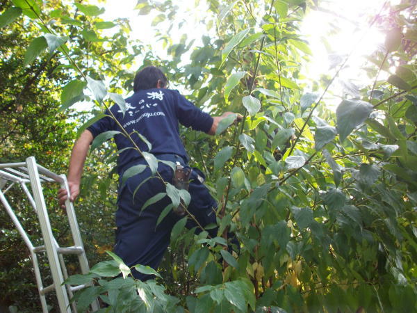 植栽管理費削減に向けた取り組み