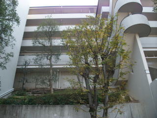 【３年目】完成と維持（経年美化の定着）